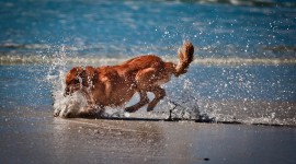 Dogs On Beach Wallpaper Free