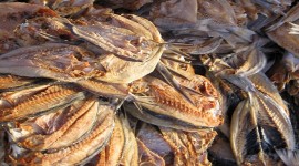 Dried Fish Wallpaper For IPhone