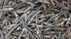Dried Fish Wallpaper For PC
