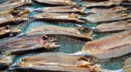 Dried Fish Wallpaper Gallery