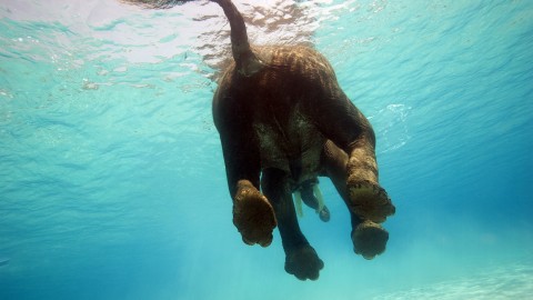 Elephant Swimming wallpapers high quality