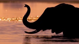 Elephant Swimming Desktop Wallpaper