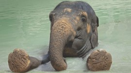 Elephant Swimming Photo