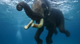Elephant Swimming Photo Free#1