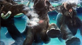 Elephant Swimming Wallpaper