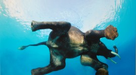 Elephant Swimming Wallpaper For PC