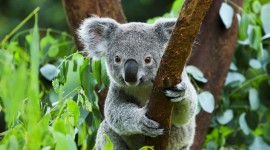Eucalyptus Forest Best Wallpaper