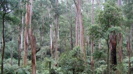 Eucalyptus Forest Desktop Wallpaper HD