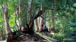 Eucalyptus Forest Photo Download