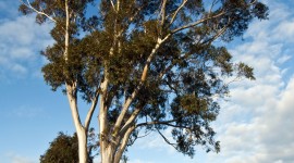 Eucalyptus Forest Wallpaper For Android
