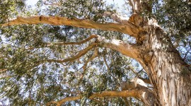 Eucalyptus Forest Wallpaper Free
