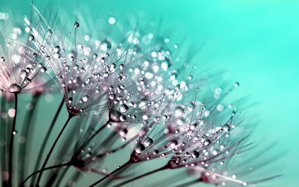 Flowers With Dew Drops wallpapers HD