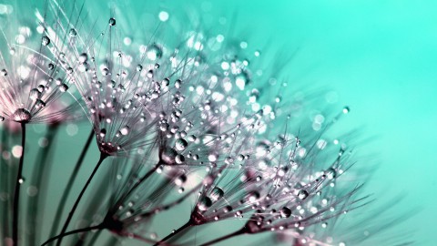 Flowers With Dew Drops wallpapers high quality