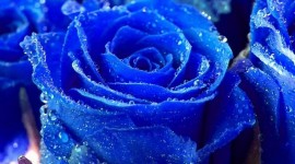 Flowers With Dew Drops Photo Download