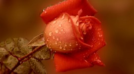 Flowers With Dew Drops Wallpaper 1080p#1