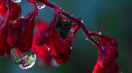 Flowers With Dew Drops Wallpaper For Mobile