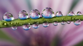 Flowers With Dew Drops Wallpaper For PC