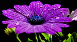 Flowers With Dew Drops Wallpaper#1