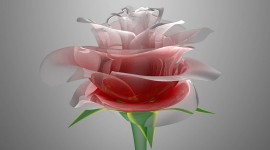 Glass Rose Desktop Wallpaper HD