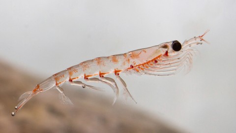 Krill wallpapers high quality