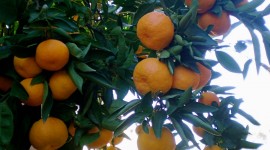 Mandarins Wallpaper For IPhone Download