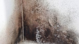 Mold Wallpaper Download Free