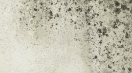 Mold Wallpaper For IPhone