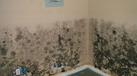 Mold Wallpaper Gallery