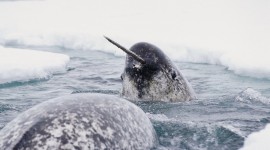 Narwhal Photo Download