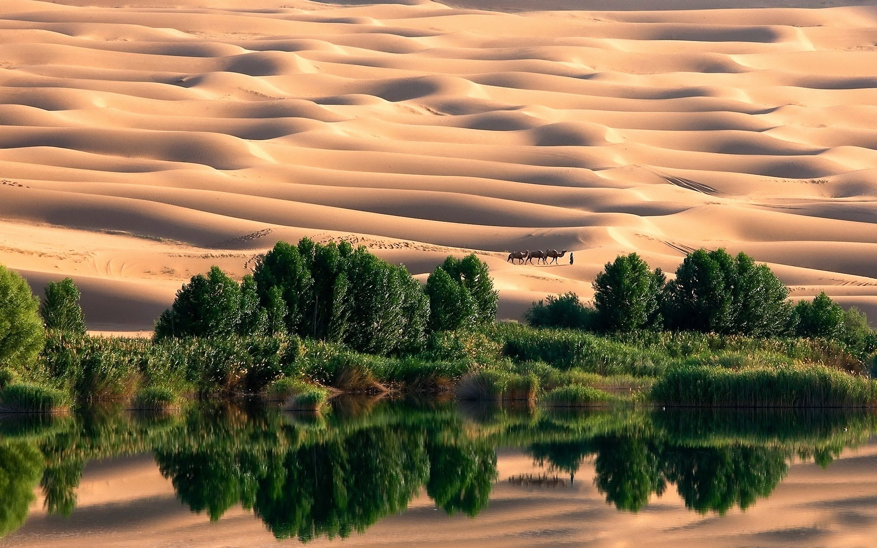 Oasis In The Desert Wallpapers High Quality Download Free