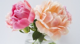 Peonies Wallpaper For Android