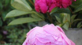 Peonies Wallpaper For IPhone Free
