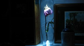 Rose In A Glass Desktop Wallpaper HD