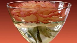 Rose In A Glass Wallpaper