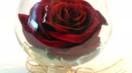 Rose In A Glass Wallpaper For Android#2