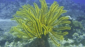 Sea Lily Photo Download