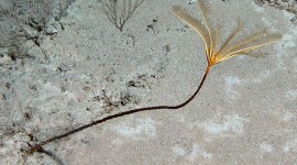 Sea Lily Photo Free