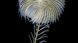 Sea Lily Wallpaper For Mobile