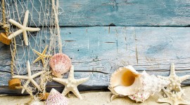 Seashells On The Seashore Desktop Wallpaper