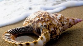 Seashells On The Seashore Photo Free