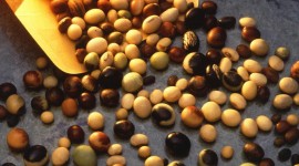 Soybean Wallpaper For IPhone Free