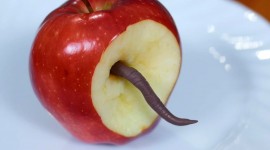 The Worm In The Apple Photo Download