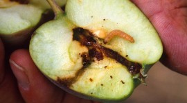 The Worm In The Apple Photo Free