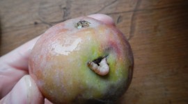 The Worm In The Apple Photo#1