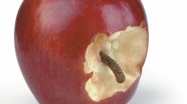 The Worm In The Apple Photo#2