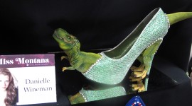 Unusual Shoes Photo#1