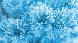 4K Frost Photo Download