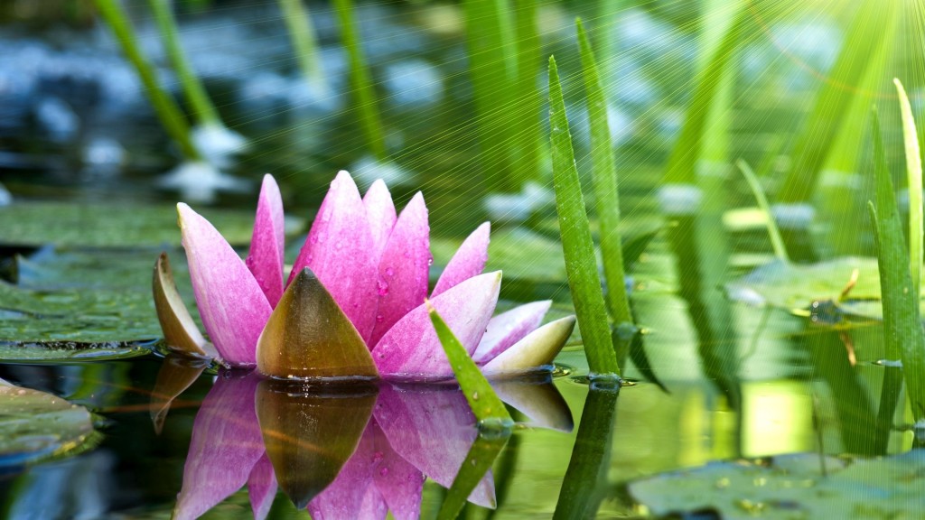 4K Water Lily wallpapers HD