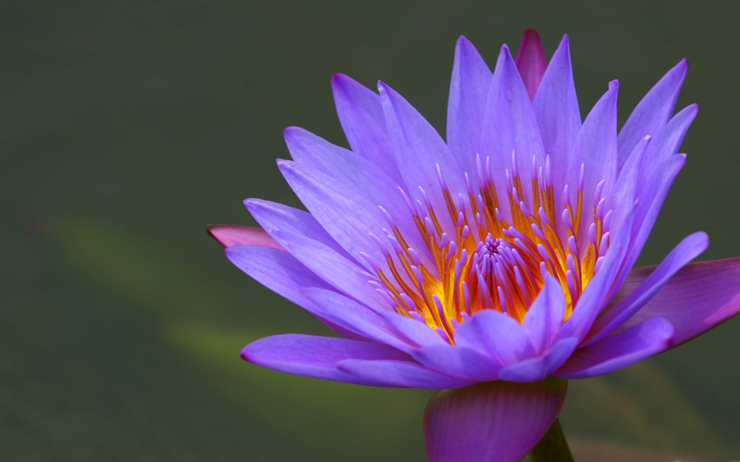 4K Water Lily Wallpapers High Quality | Download Free