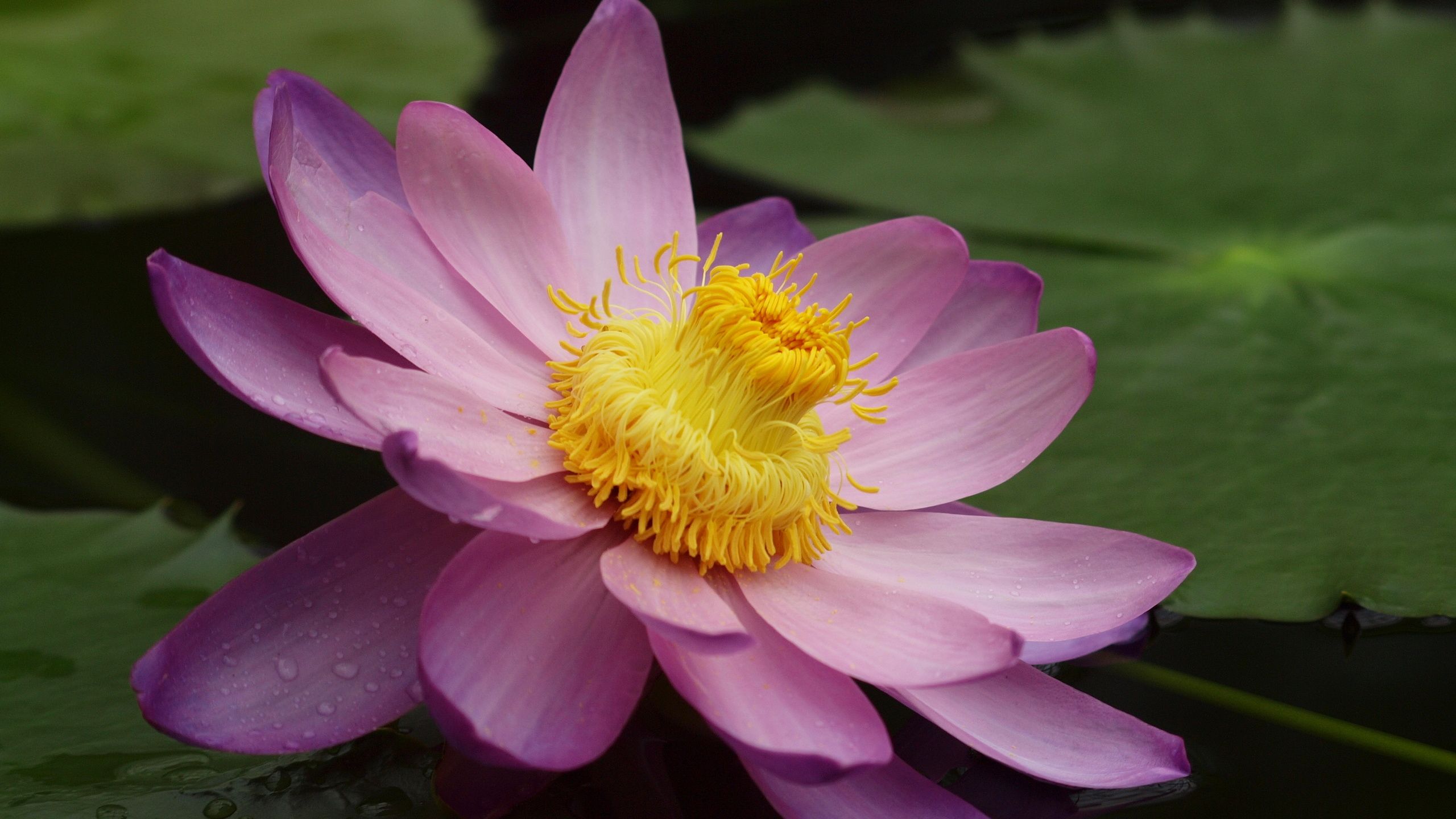 4K Water Lily Wallpapers High Quality | Download Free